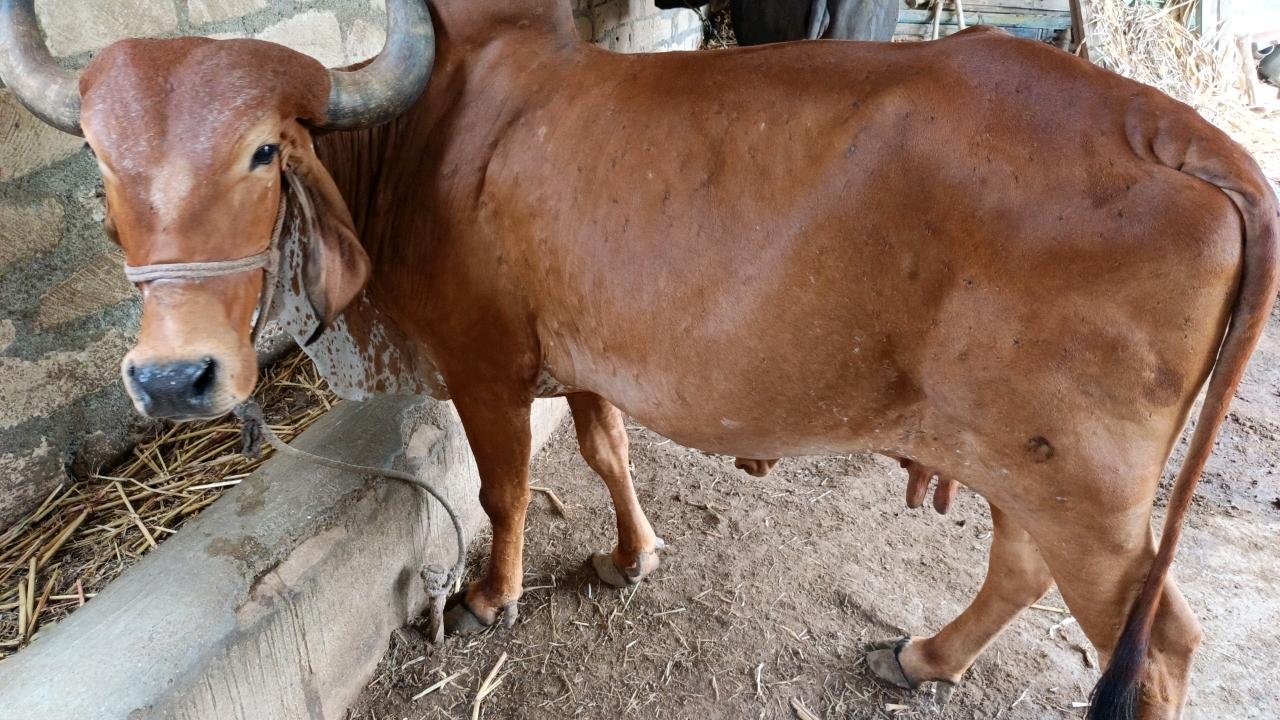 ગાય