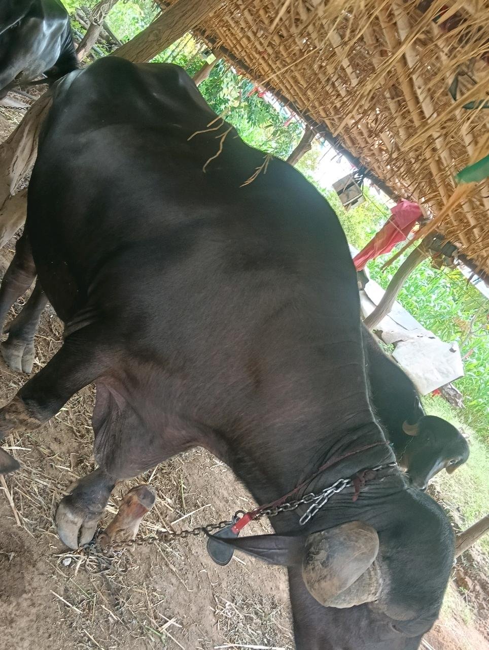 કિંમત રૂબરૂ થઈ જશે