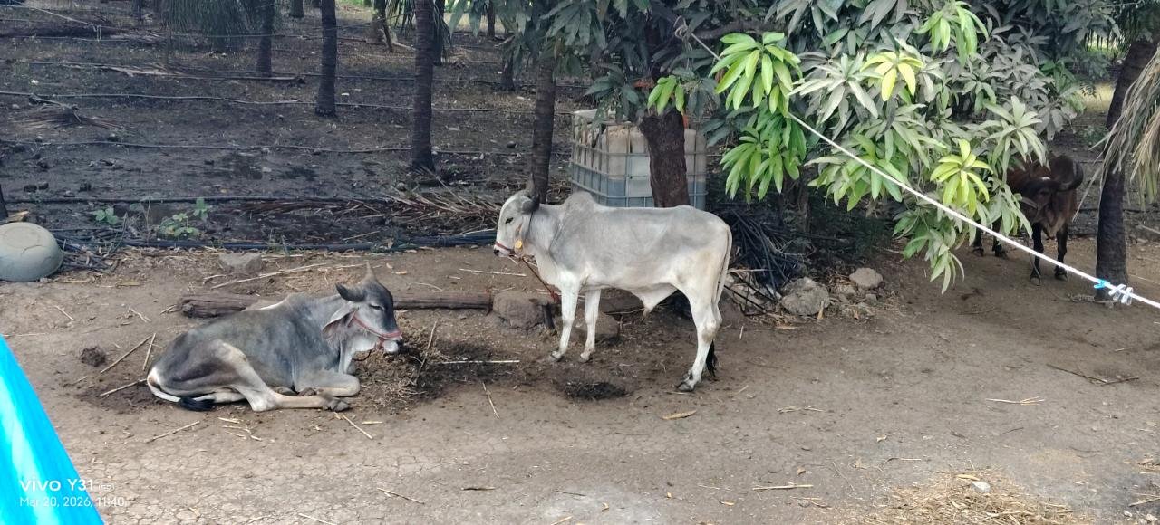 ગોધલા
