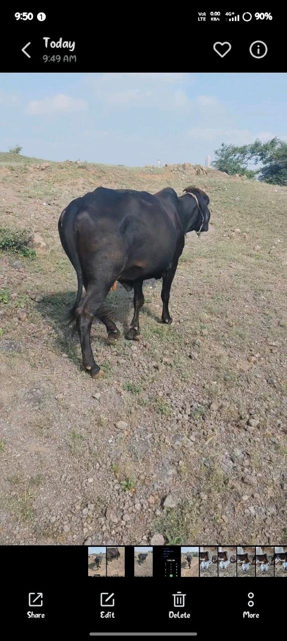 2 vetar 8 mahinano gabh che