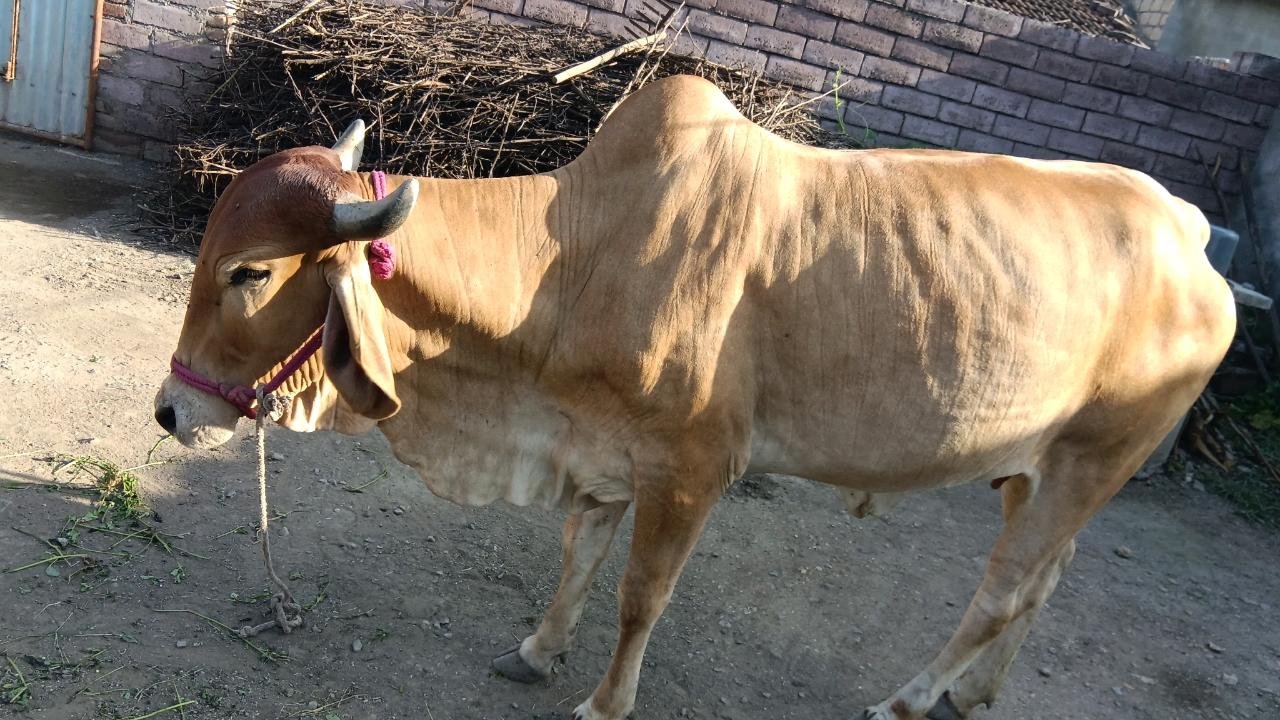 Ram sanjay
