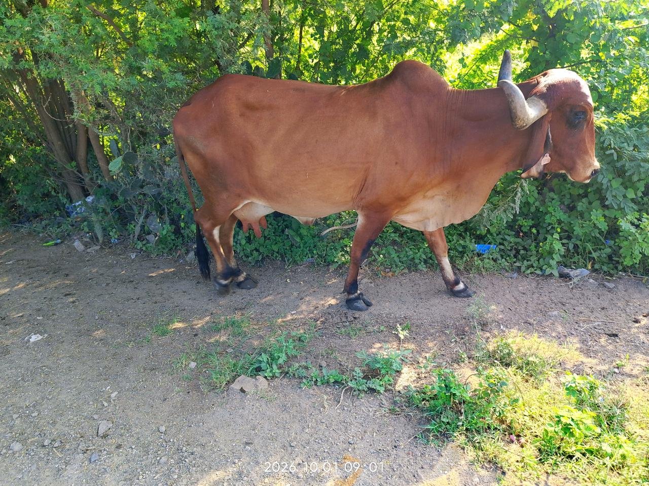 ગાય વહેંચવા ની સે