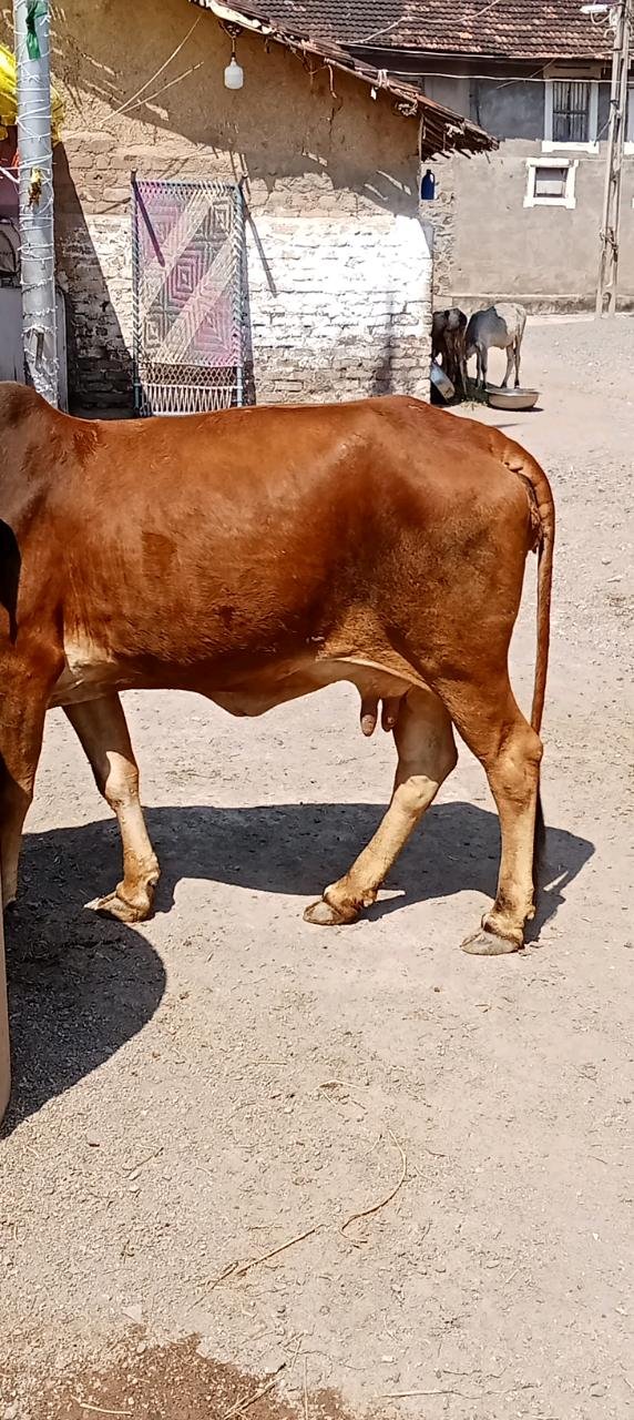 આ ગાય વેચવાની છે