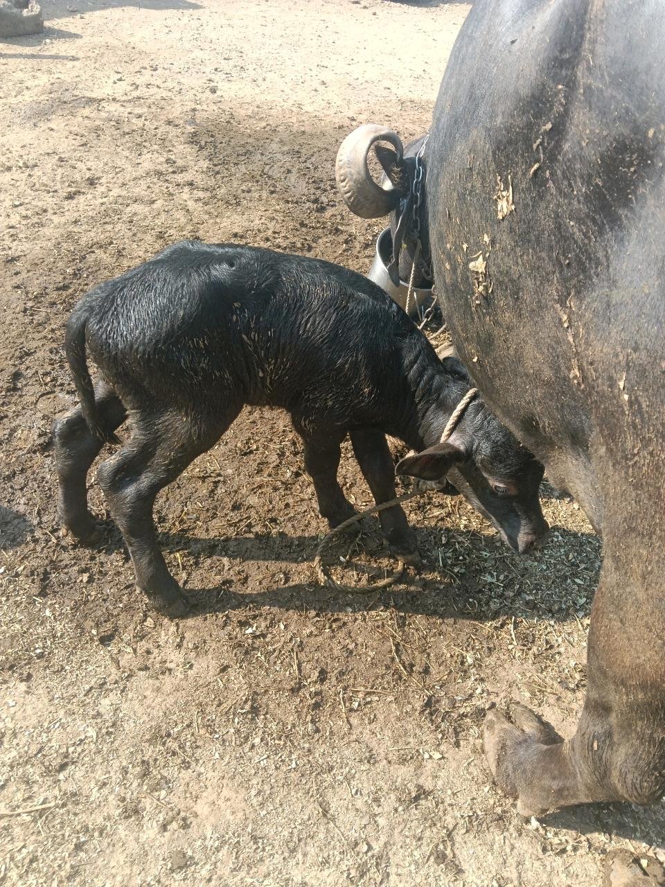 Pado