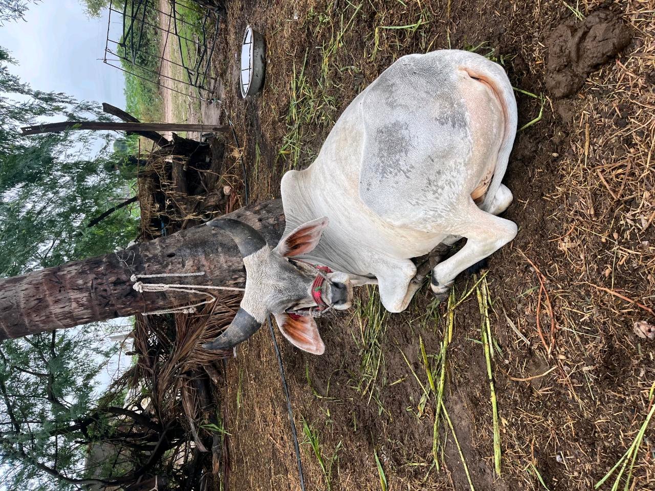કાકરેજ