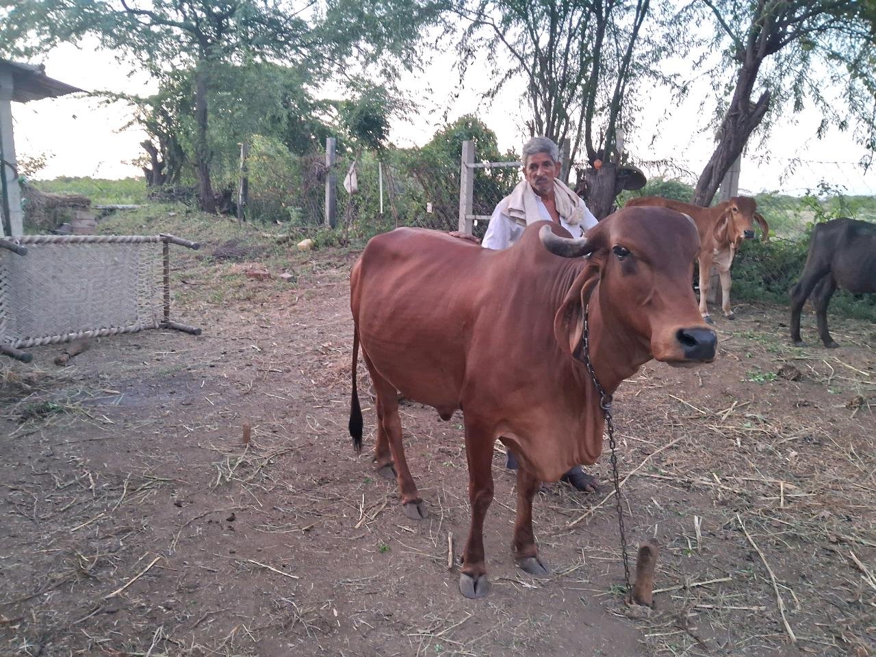 ગાય