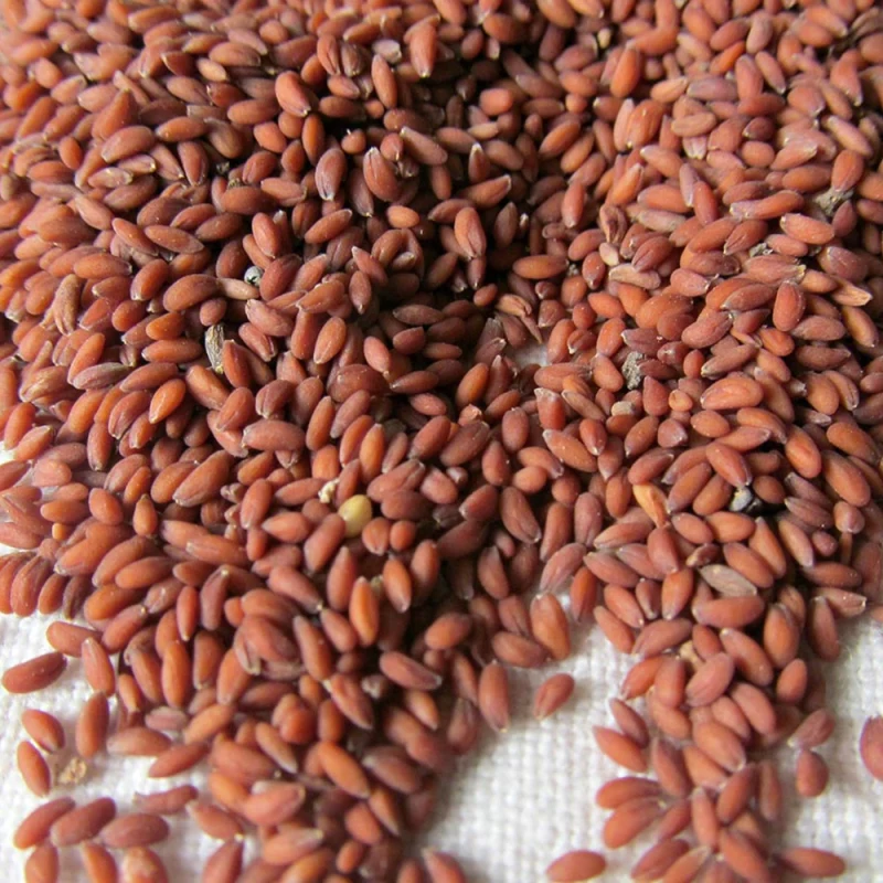 અસાળિયા