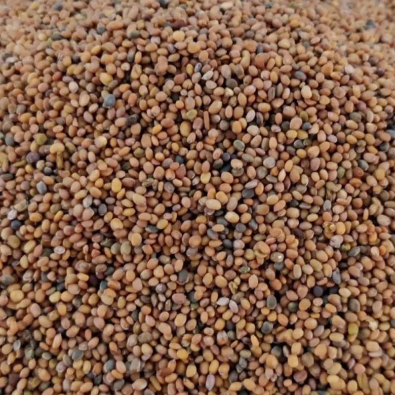 તારામીરા
