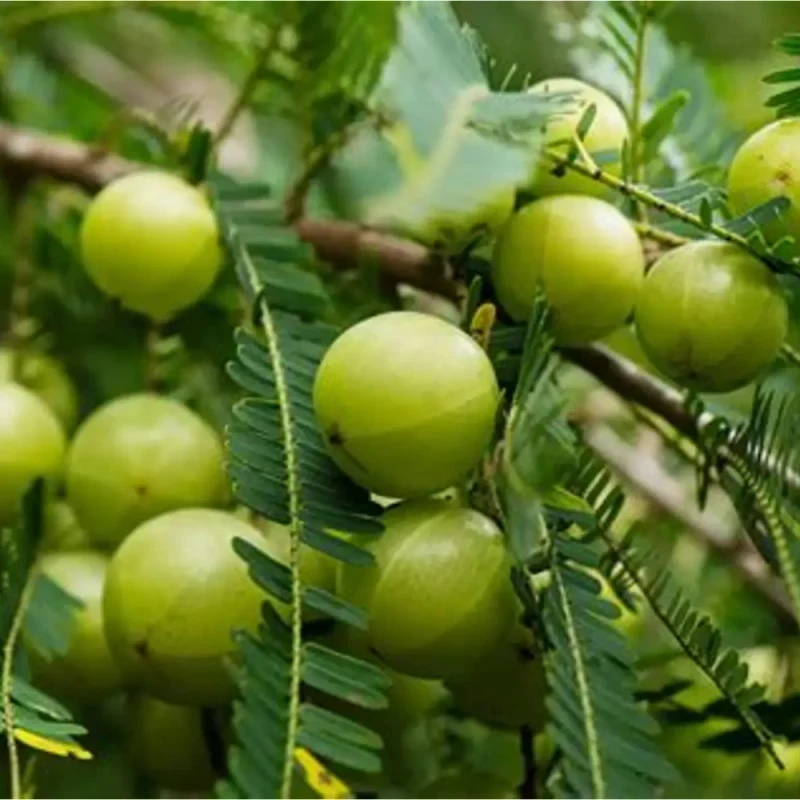 આમળા