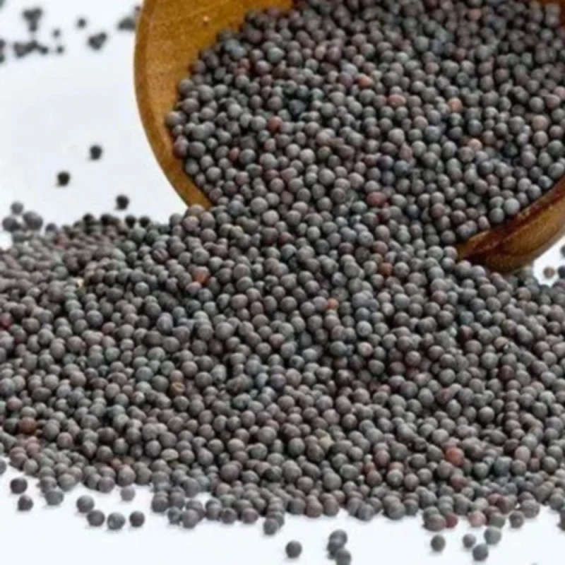 રાઈ