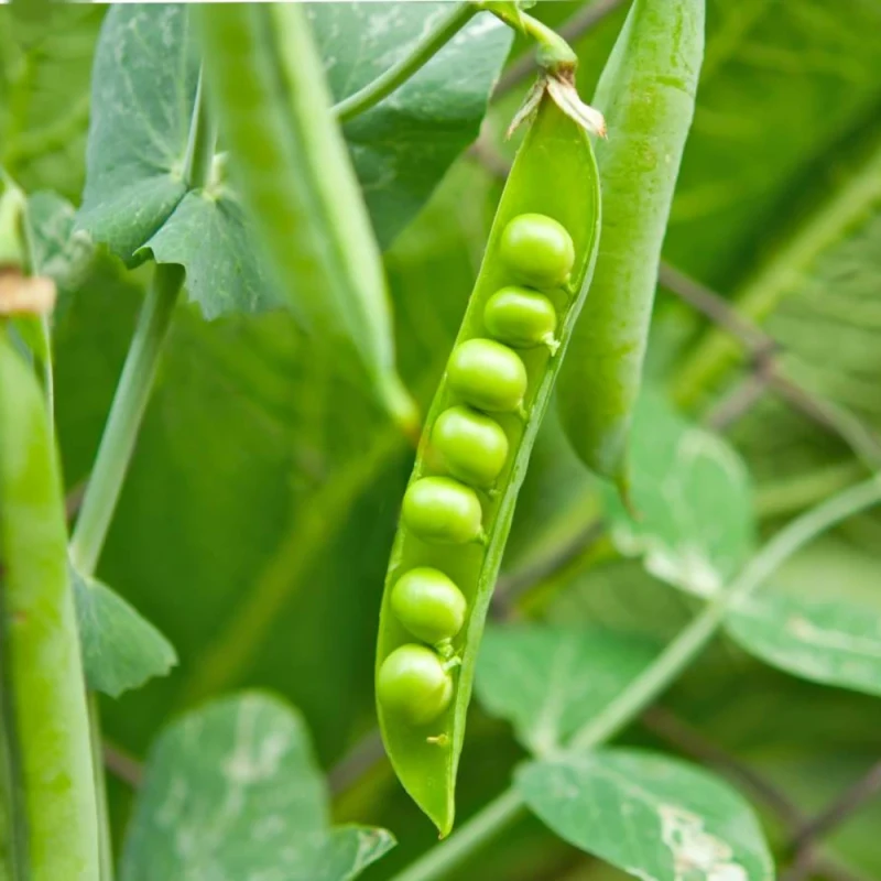 ફીલ્ડ વટાણા