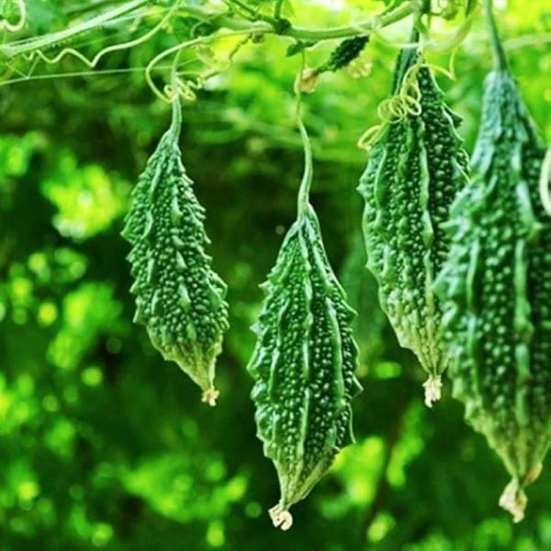 કારેલા