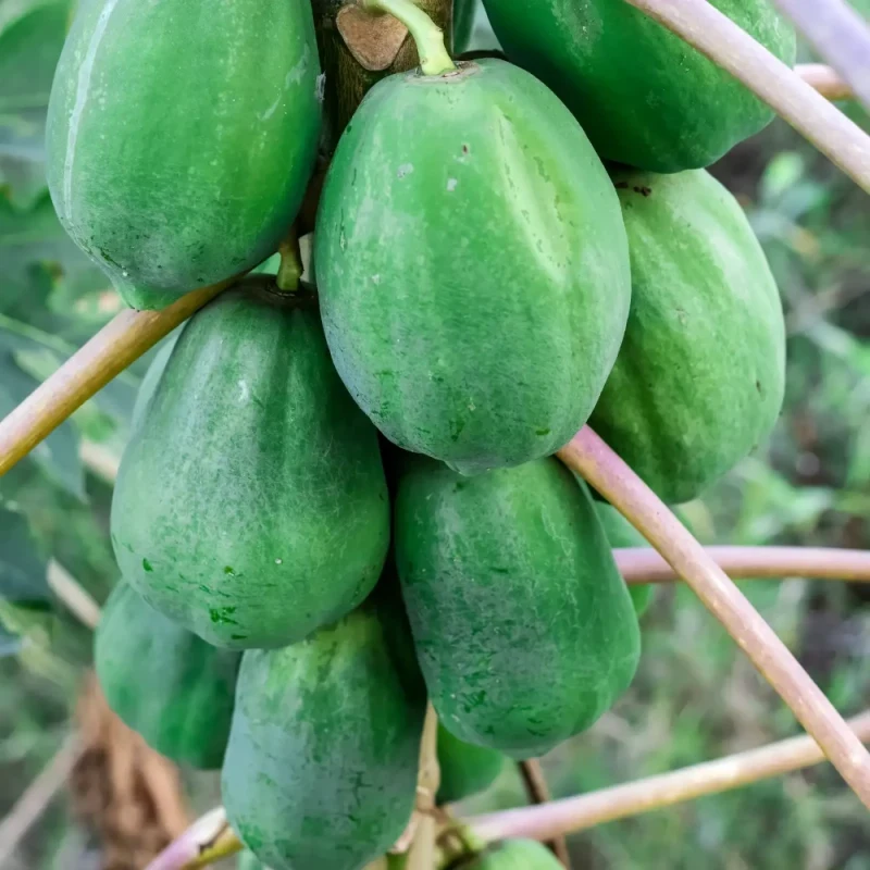 કાચું પપૈયું