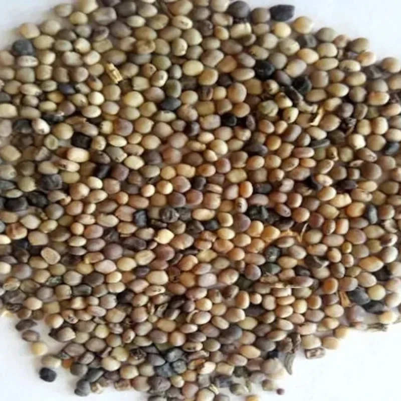ગવાર બીજ
