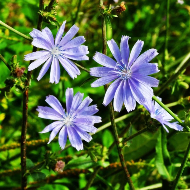 કાસની