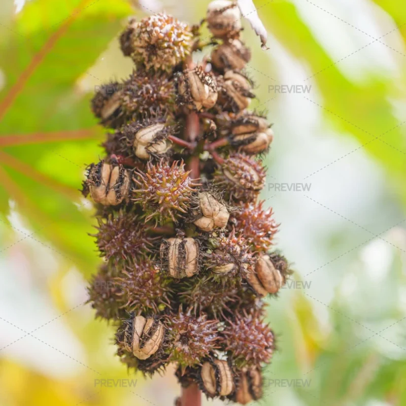 એરંડા