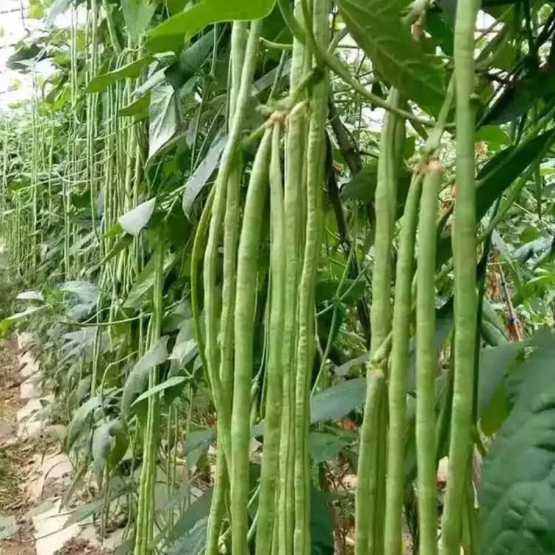 ચોળી ફળી