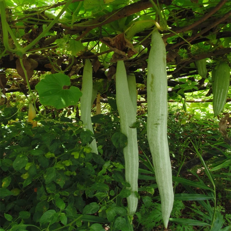 પડવળ